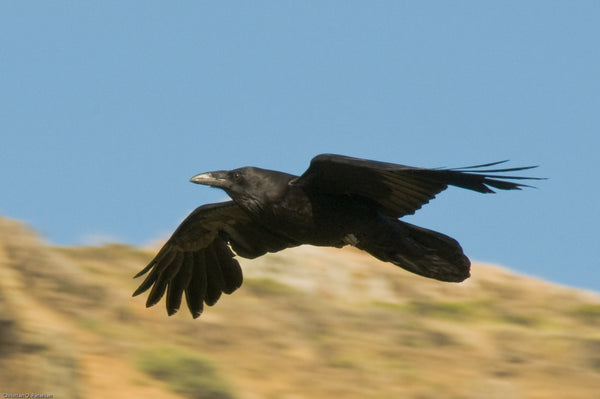 The Raven Spirit Animal