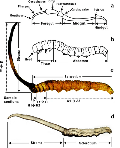 Ancient Chinese Cordyceps. An Abundance of Life Force Energy.