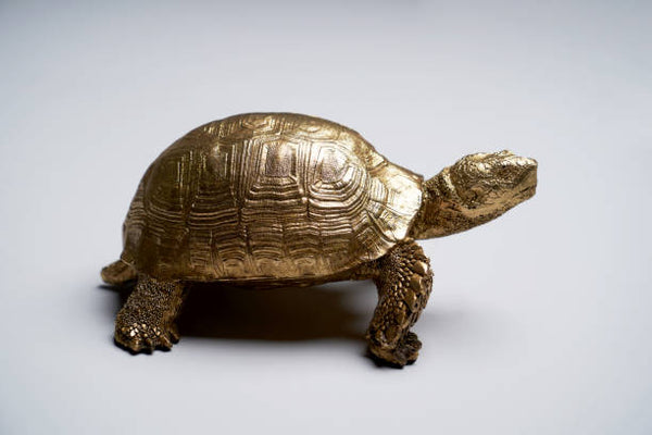 The Symbolic Significance of Encountering a Golden Turtle