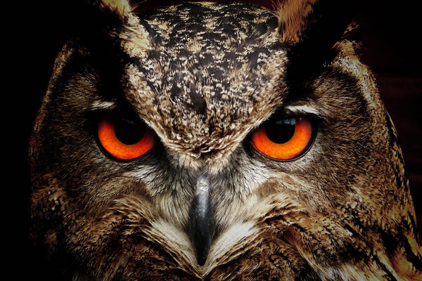 The Owl: Unveiling the Enigmatic Symbolism of Intuition and Wisdom