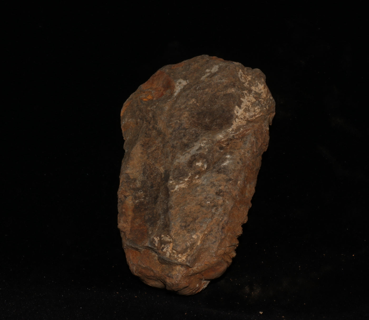 408 Trilobite Fossil 114 g 3.5 x 2 in