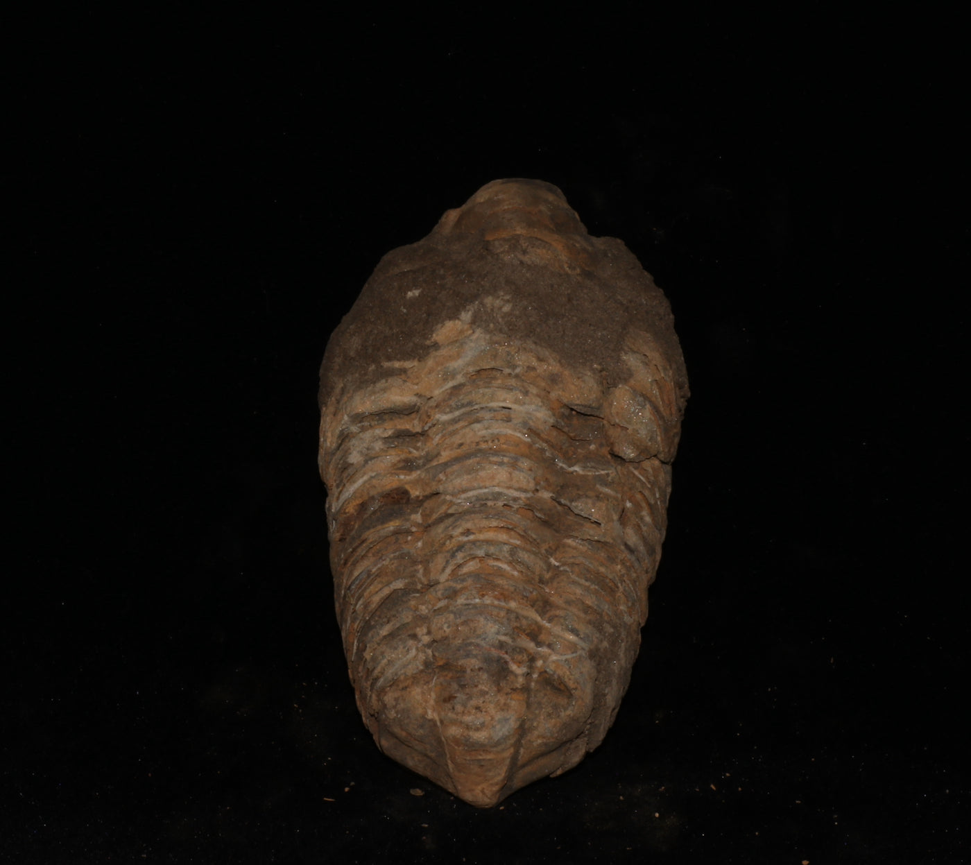 409 Trilobite Fossil 93 g 3 x 1.75 in