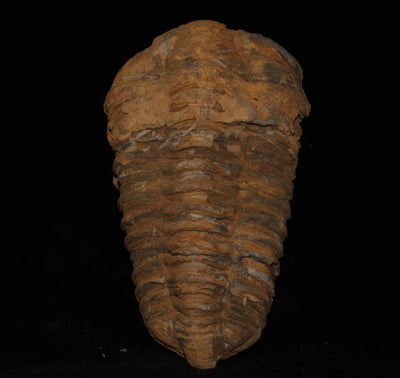 410 Trilobite Fossil 232 g 4 x 2.5 in