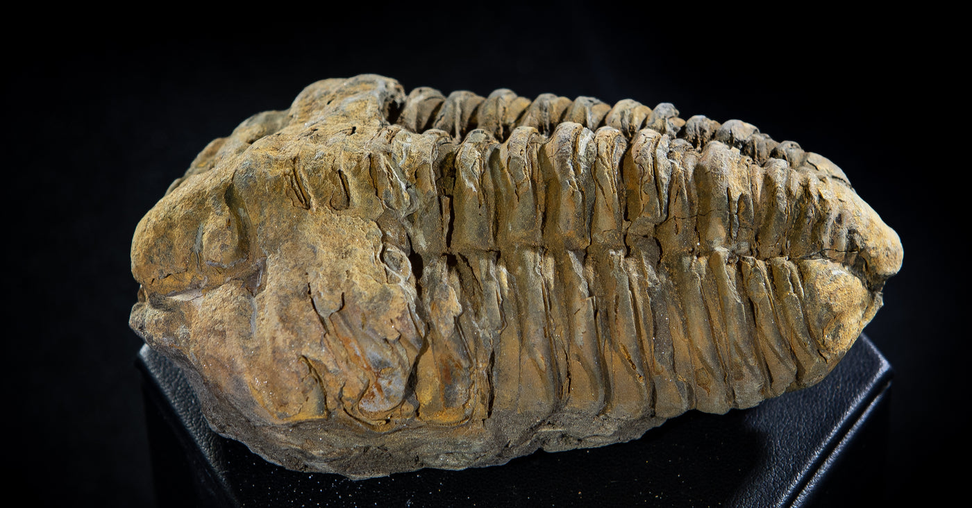 410 Trilobite Fossil 232 g 4 x 2.5 in