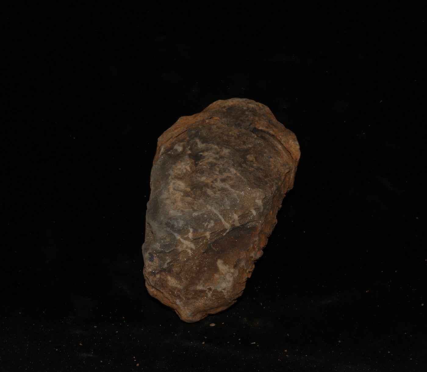 412 Trilobite Fossil 75 g 2.7 x 1.5 in