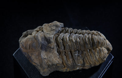 412 Trilobite Fossil 75 g 2.7 x 1.5 in