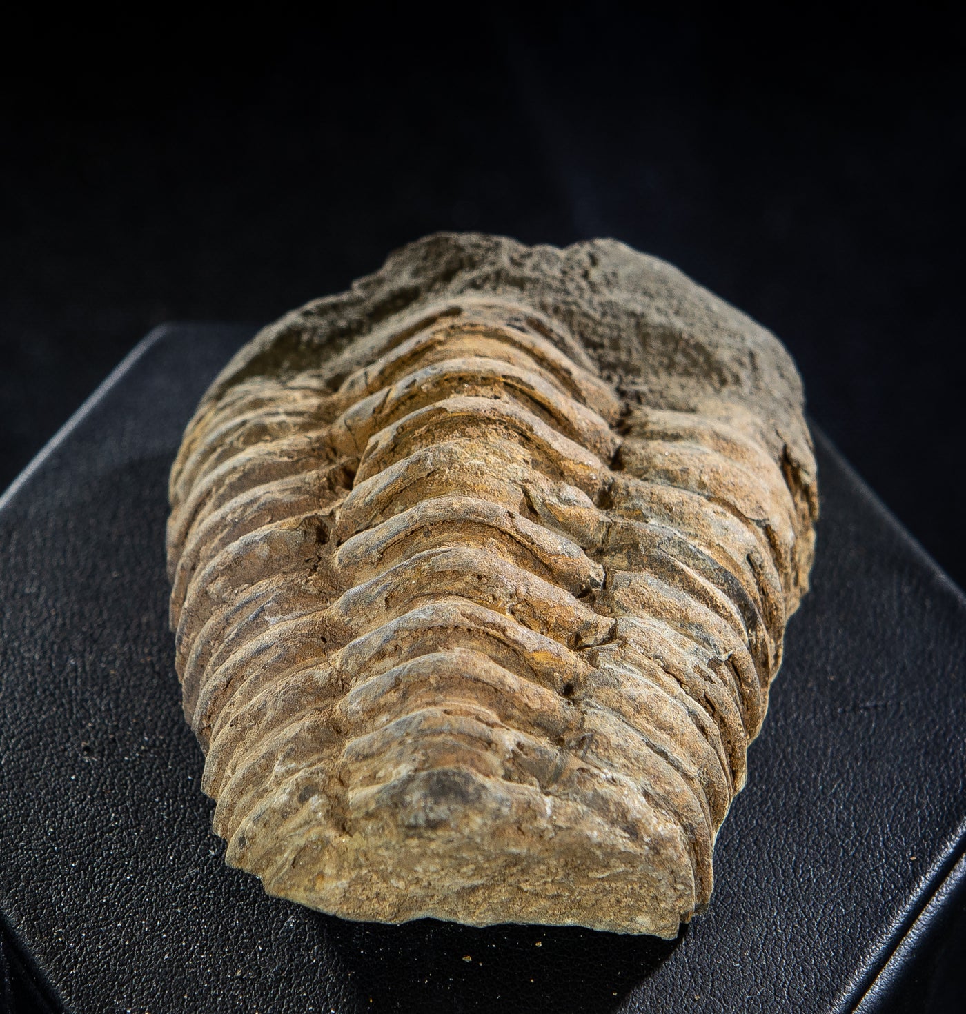 413 Trilobite Fossil 100 g 2.1 x 3 in