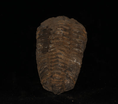 414 Trilobite Fossil 100 g 3.5 x 2 in