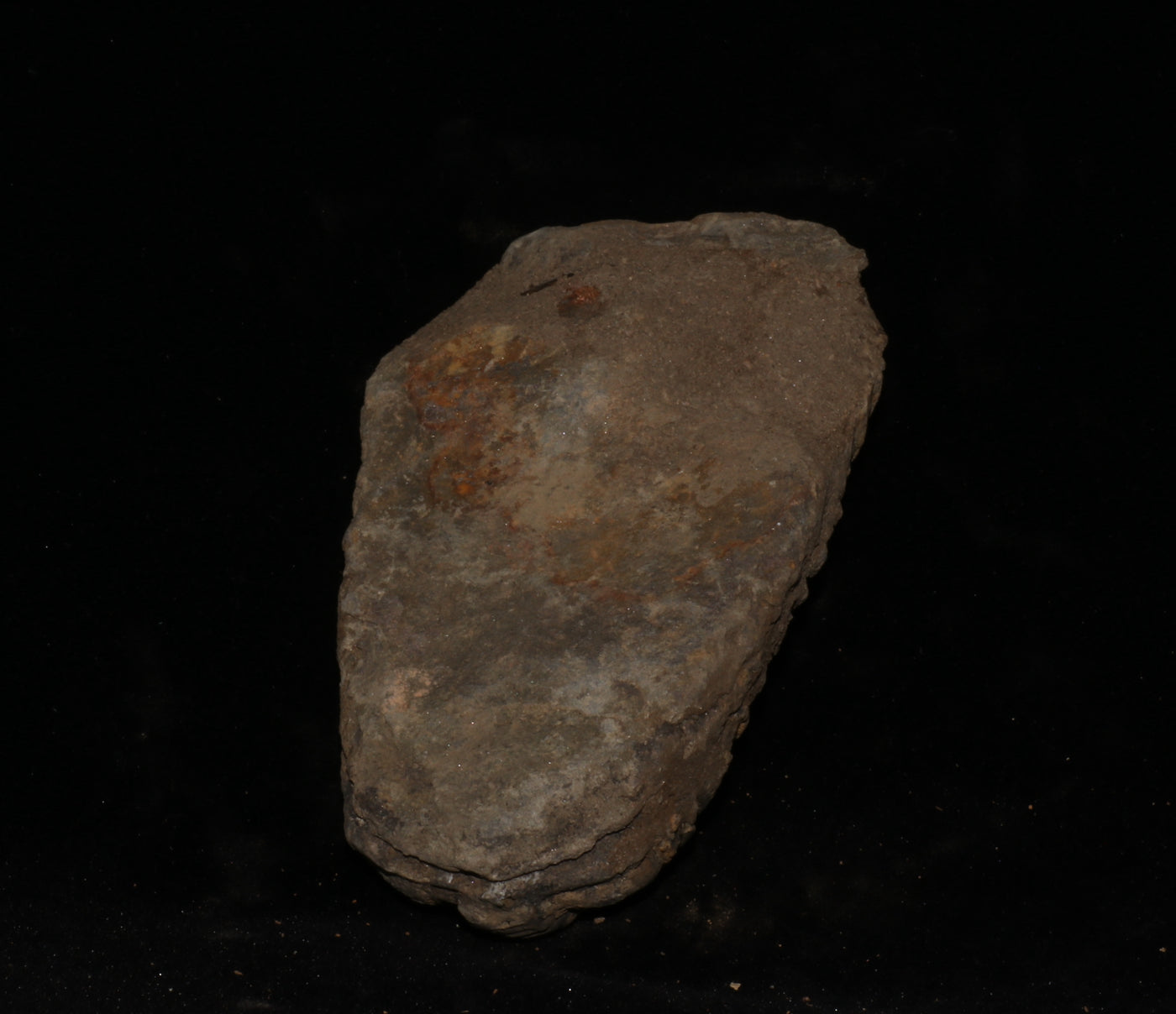 414 Trilobite Fossil 100 g 3.5 x 2 in
