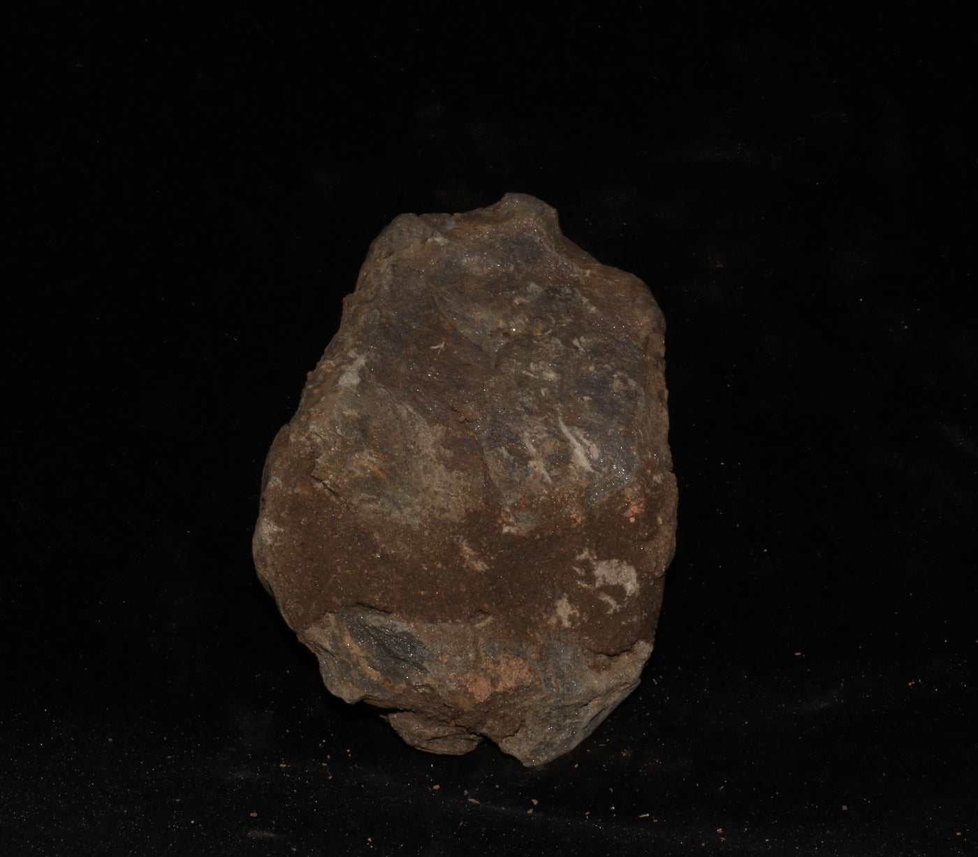 415 Trilobite Fossil 94 g 3 x 2 in