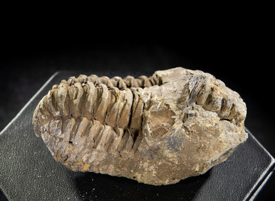 415 Trilobite Fossil 94 g 3 x 2 in