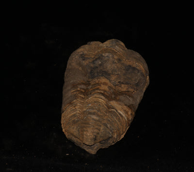 416 Trilobite Fossil 84 g 3.1 x 2 in