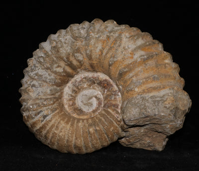 417 Ammonite Fossil 1.2 lb 2.5 x 4 in