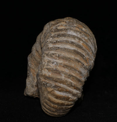 417 Ammonite Fossil 1.2 lb 2.5 x 4 in