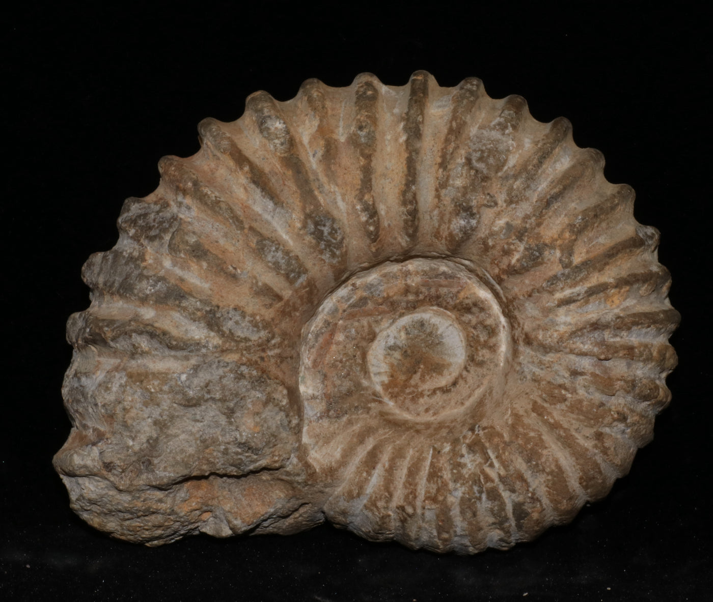 418 Ammonite Fossil 1 lb 2 x 4 in