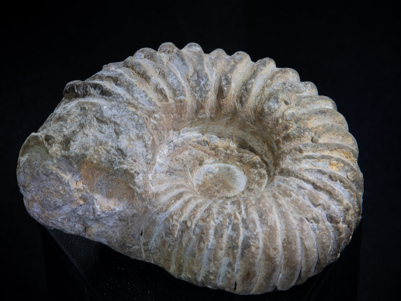 418 Ammonite Fossil 1 lb 2 x 4 in
