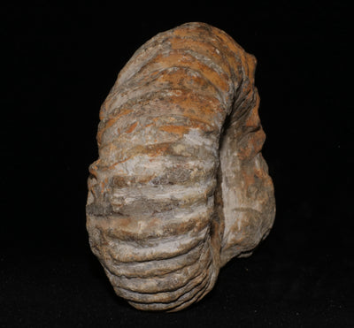 419 Ammonite Fossil 1.5 lb 2.5 x 4 in
