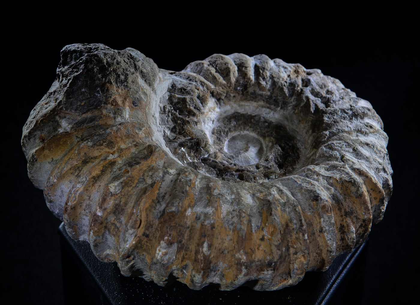 419 Ammonite Fossil 1.5 lb 2.5 x 4 in