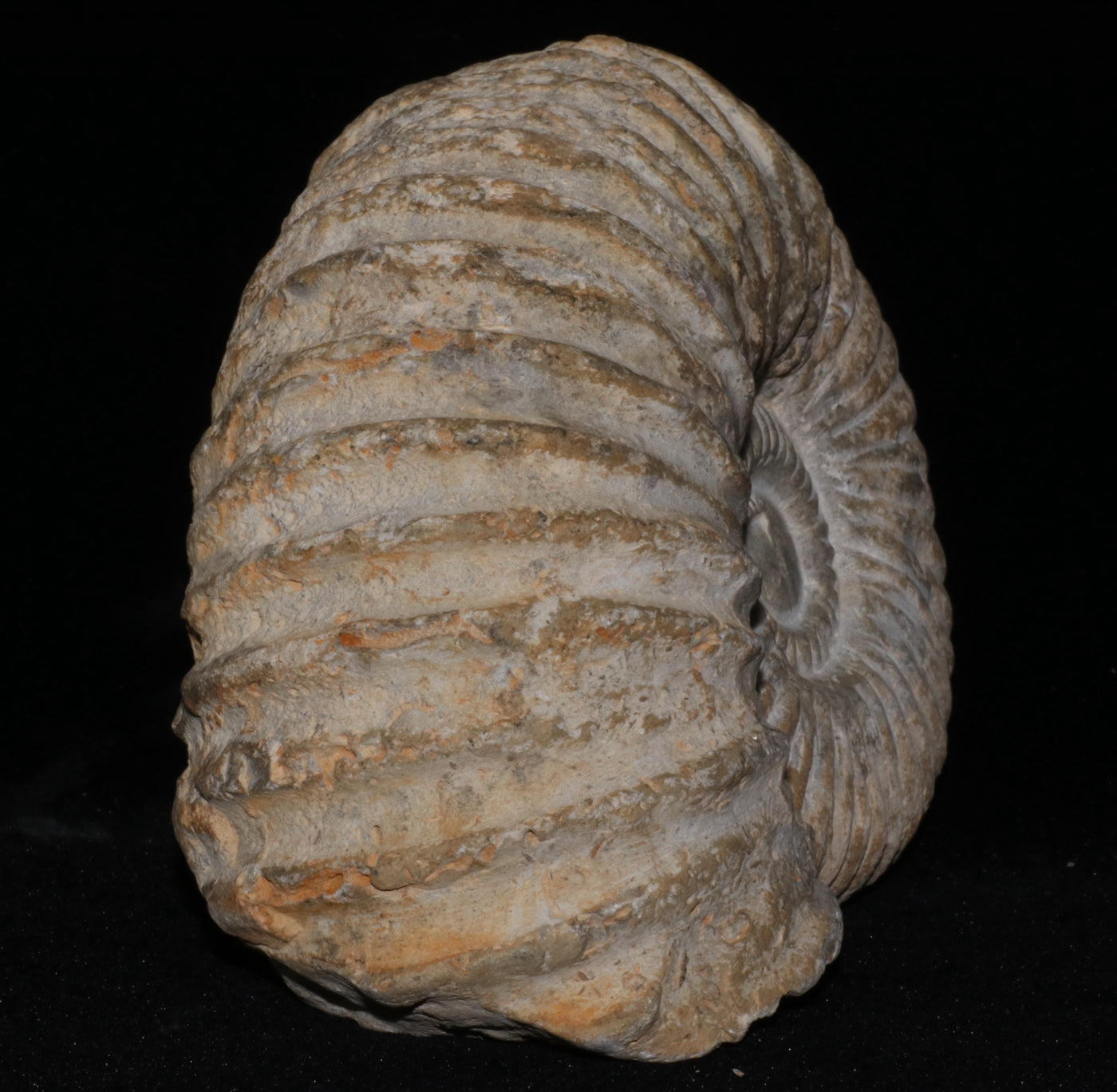 420 Ammonite Fossil 2.1 lb 2.5 x 5 in