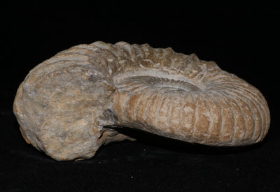 420 Ammonite Fossil 2.1 lb 2.5 x 5 in