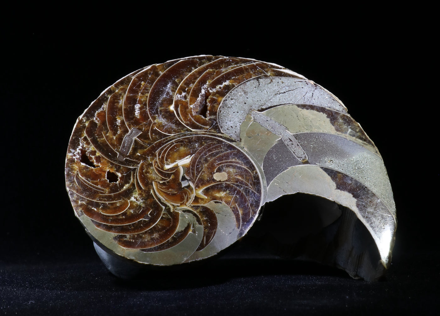 810 Ammonite Fossil 306g 4.25 x 5 in