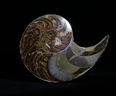 811 Ammonite Fossil 341g 4 x 3.5 in