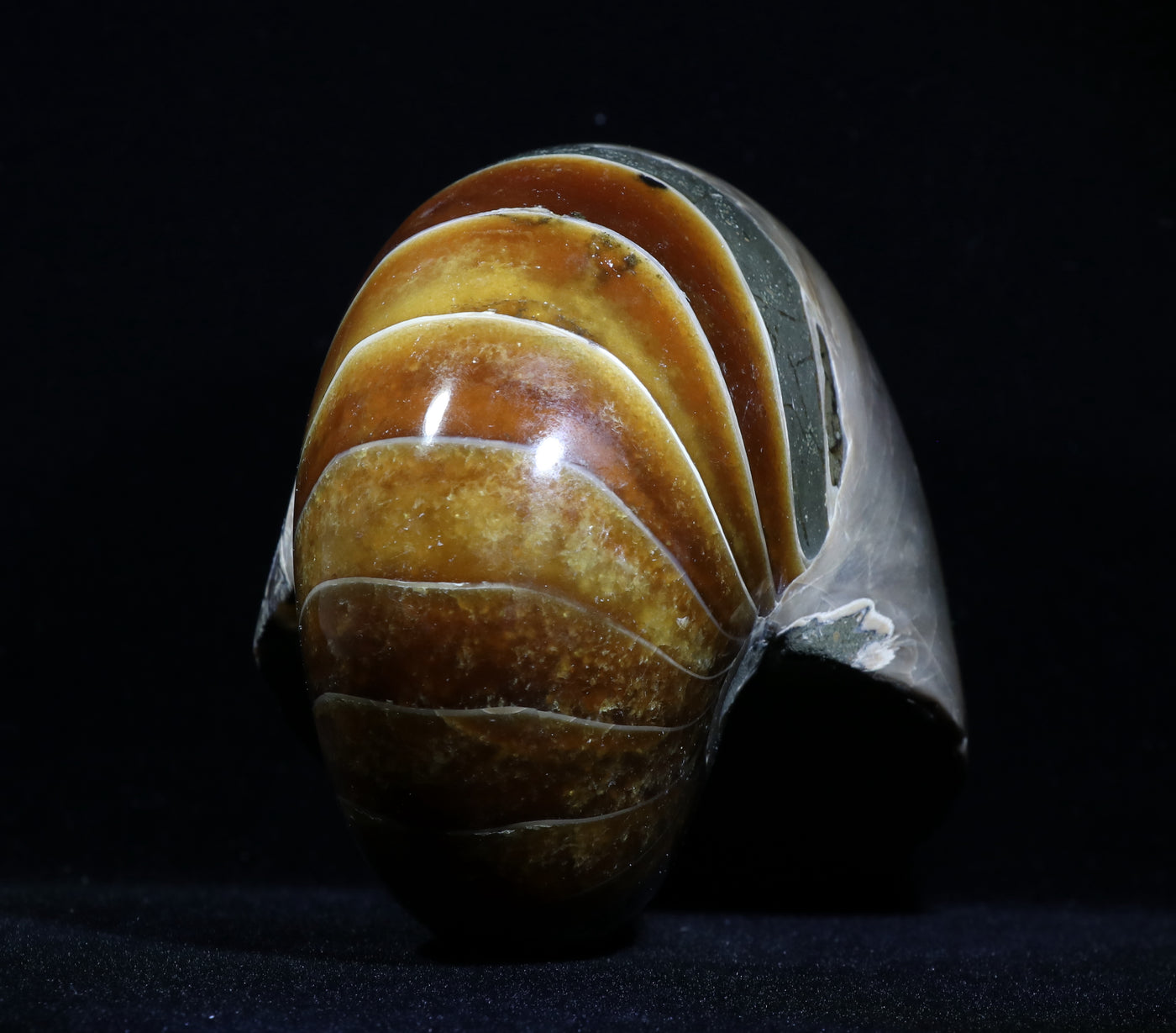 813 Ammonite Fossil 574g 4.5 x 3 in